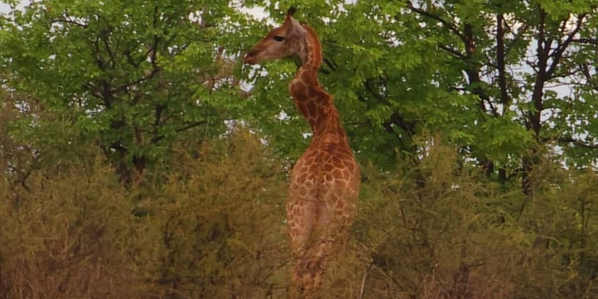 Severely injured giraffe with ‘very twisted’ zigzag neck spotted in South Africa